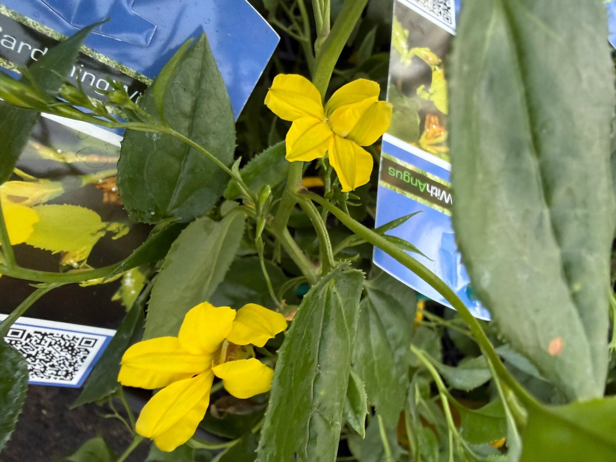 Goodenia 'Gold Cover' - Ladybird Nursery