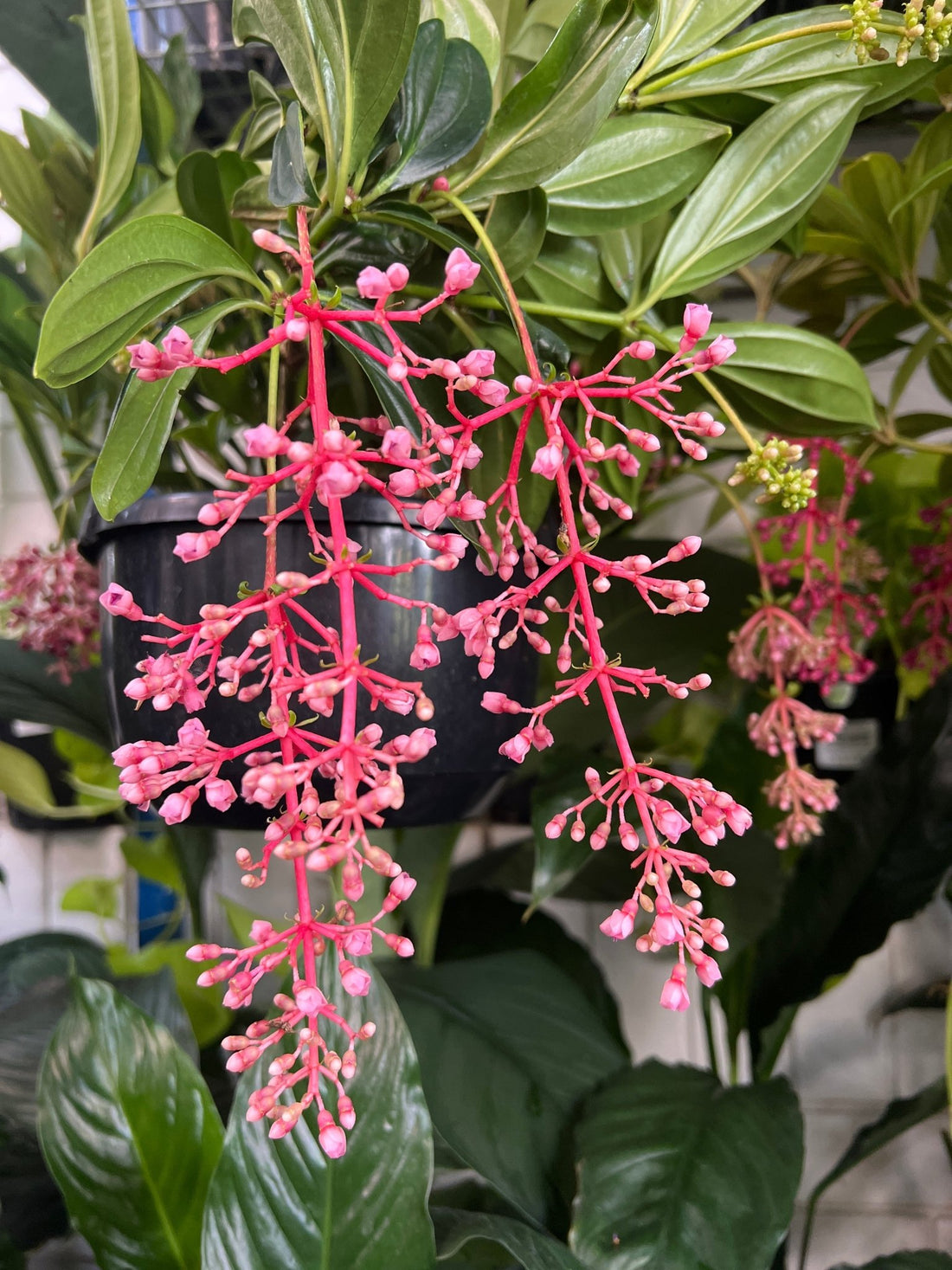 Medinilla ‘Salmon Delight’ (Medinilla magnifica) - Ladybird Nursery