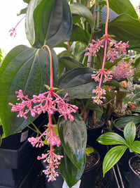 Medinilla Cliff Hanger (Medinilla banahaensis) - Ladybird Nursery
