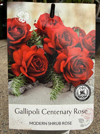 Rose 'Gallipoli Centenary'