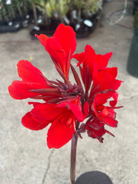 Canna South Pacific Bronze Scarlet (Canna) - Ladybird Nursery