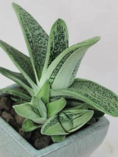 Haworthia Warty (Haworthia little) - Ladybird Nursery