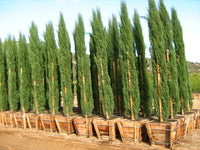 Italian Cypress Stricta (Cupressus sempervirens)