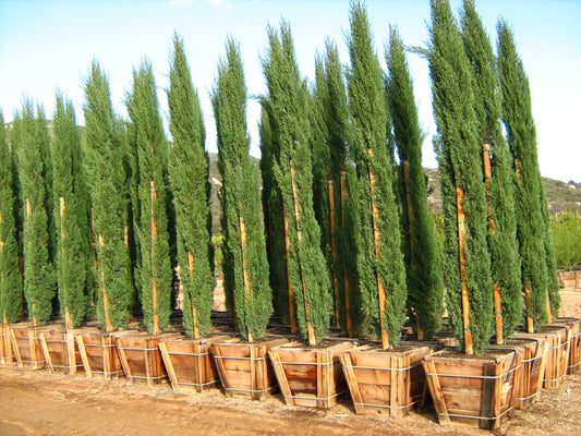 Italian Cypress Stricta (Cupressus sempervirens)