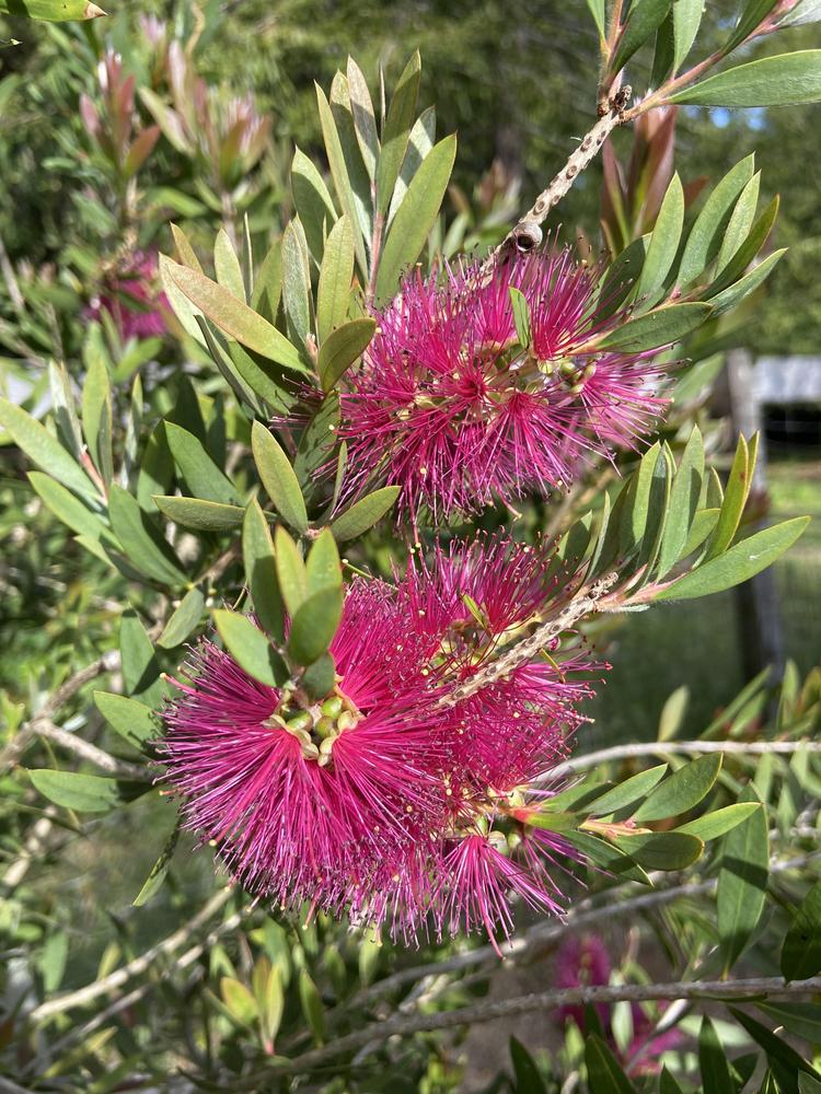 Bottlebrush (Callistemon Burgundy)