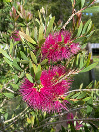 Bottlebrush (Callistemon Burgundy)