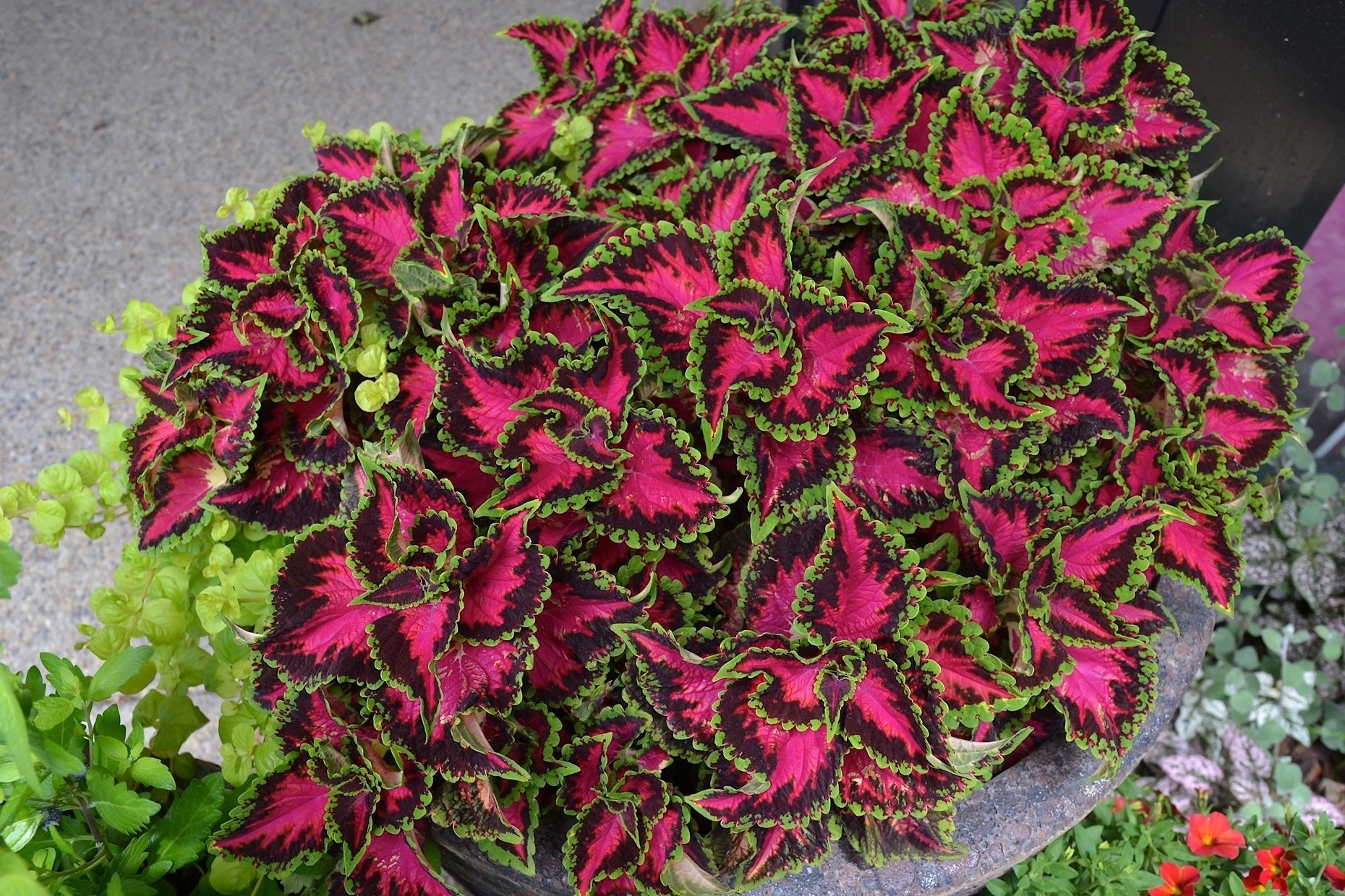 Coleus Heartbreaker - Ladybird Nursery