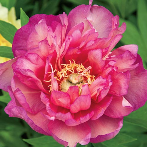Itoh Peony Julia Rose (Paeonia)