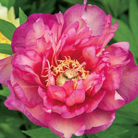 Itoh Peony Julia Rose (Paeonia)
