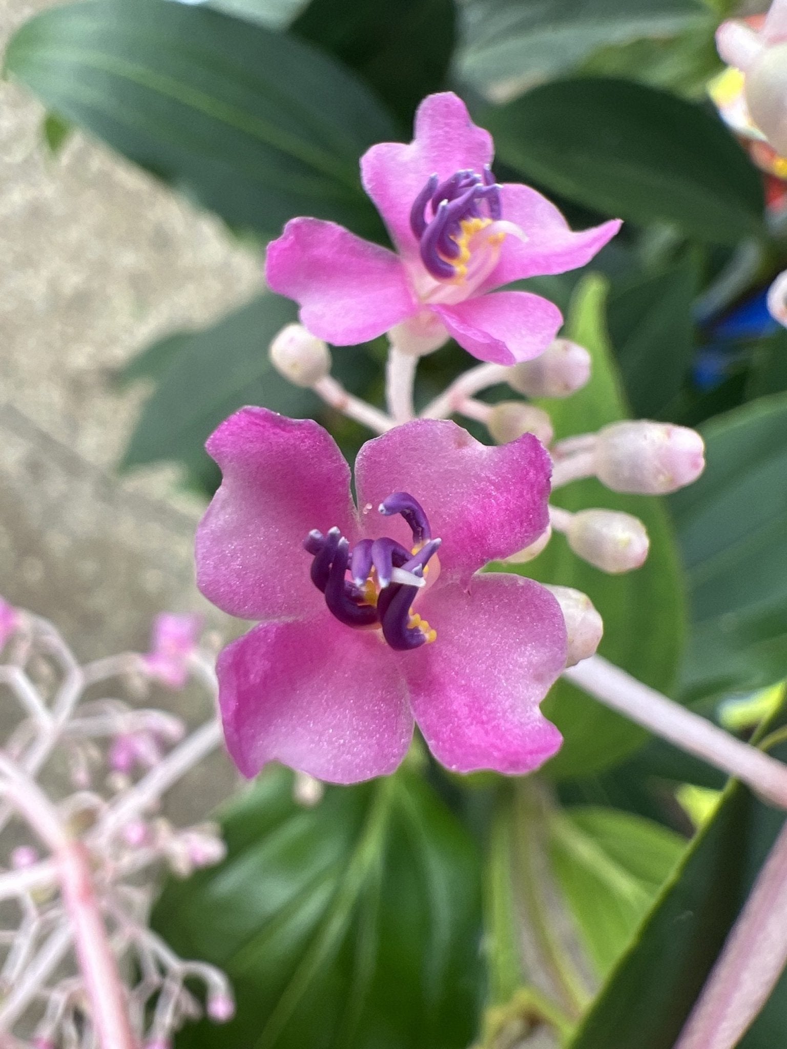 Medinilla Fairytale (Medinilla magnifica) - Medium - Ladybird Nursery