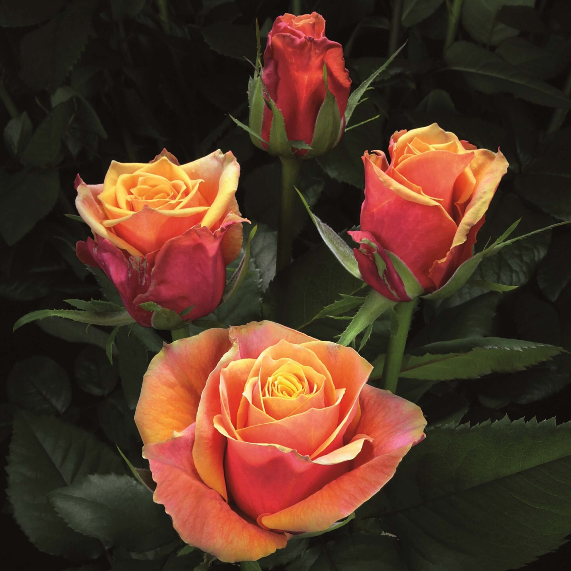 Rose Brandy Hybrid Tea (Rosa)