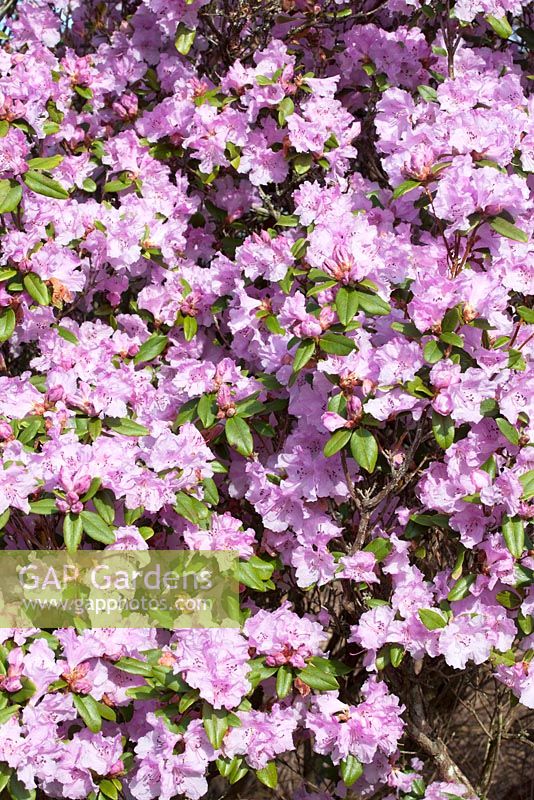 Rhododendron Olive
