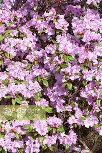 Rhododendron Olive - Ladybird Nursery
