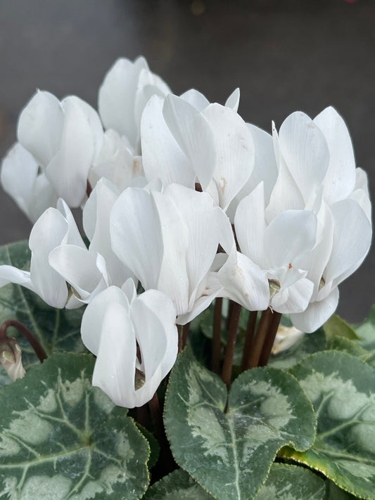 Cyclamen Dwarf 'White' - Ladybird Nursery