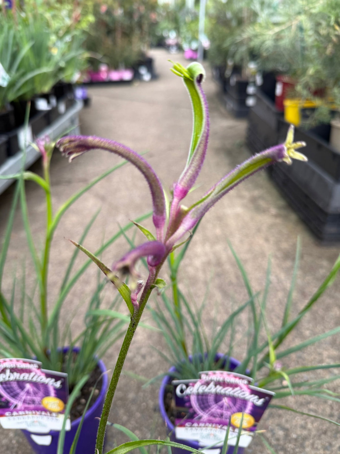 Kangaroo Paw 'Celebrations Carnivale' (Anigozanthos) - Ladybird Nursery