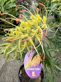 Grevillea Loopy Lou - Medium - Ladybird Nursery