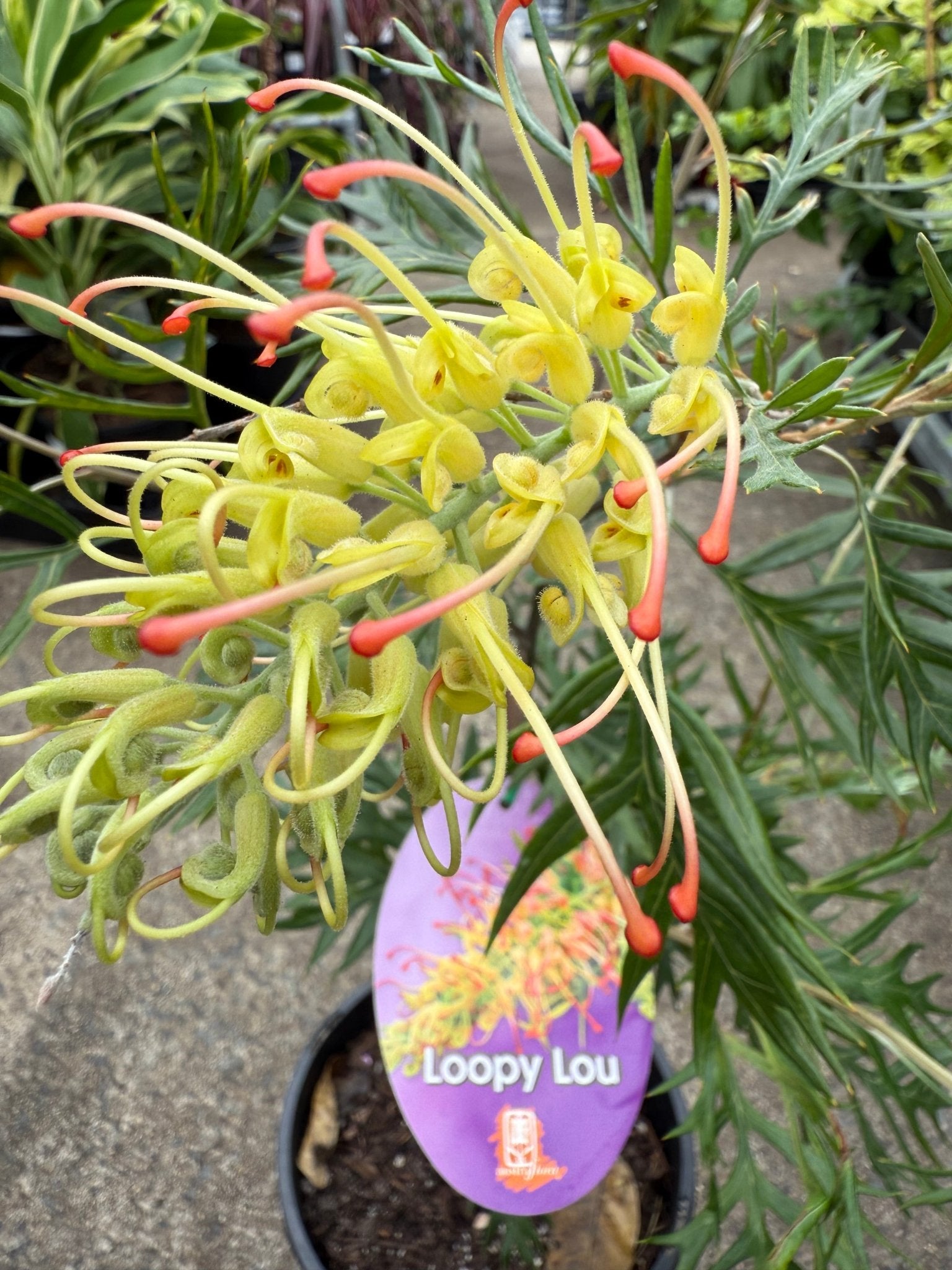 Grevillea Loopy Lou - Medium - Ladybird Nursery