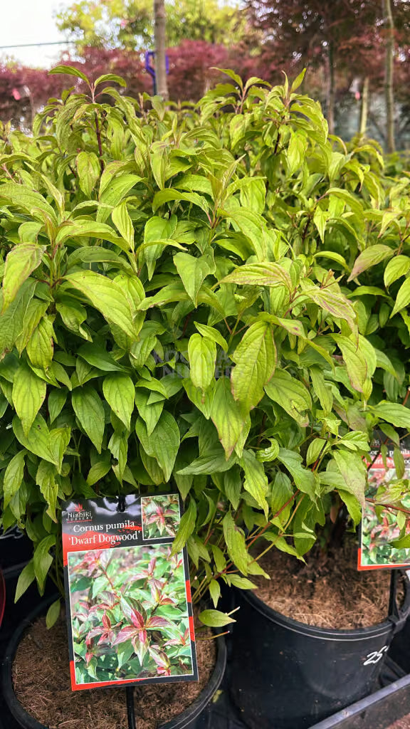 Dwarf Dogwood (Cornus pumila)