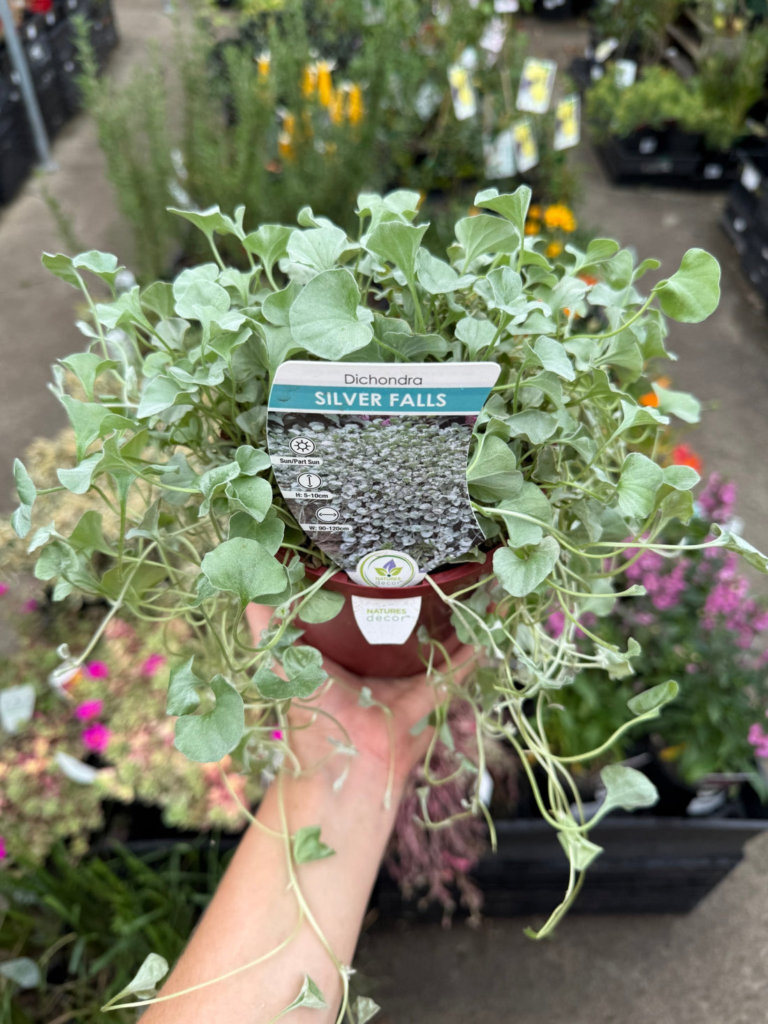 Dichondra ‘Silver Falls’ (Dichondra argentea) - Ladybird Nursery