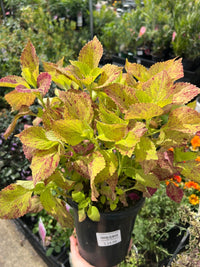Coleus Assorted - Ladybird Nursery