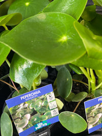 Peperomia Raindrops (Peperomia polybotrya)