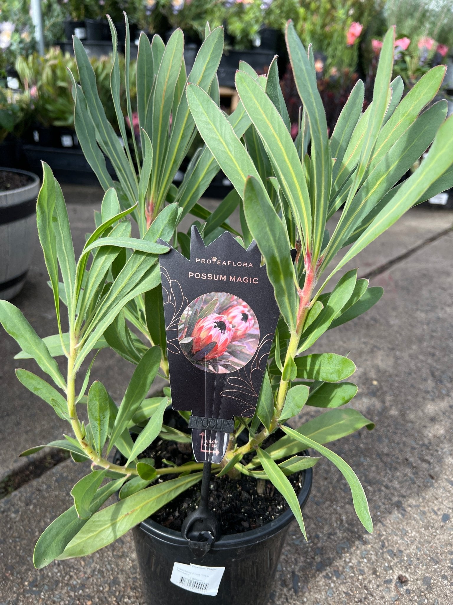 Protea 'Possum Magic' - Large - Ladybird Nursery
