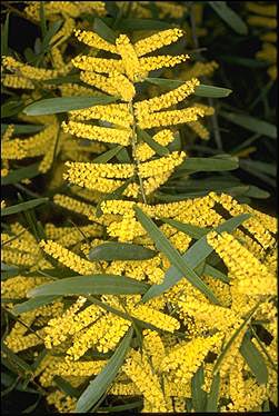 Sydney Golden Wattle (Acacia longifolia)