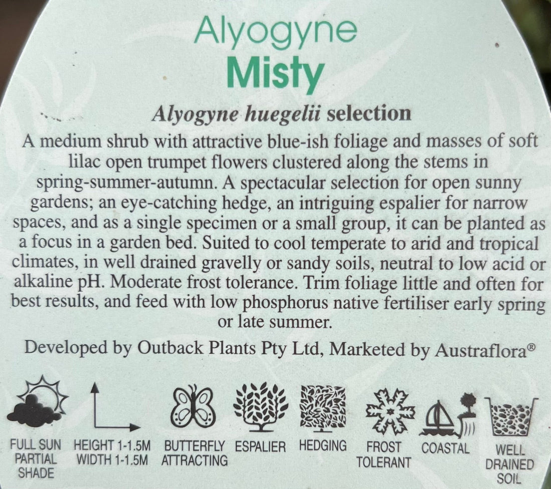 Blue Hibiscus 'Misty' (Alyogyne huegelii) - Ladybird Nursery