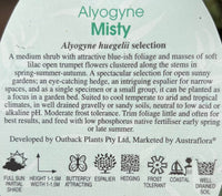 Blue Hibiscus 'Misty' (Alyogyne huegelii) - Ladybird Nursery