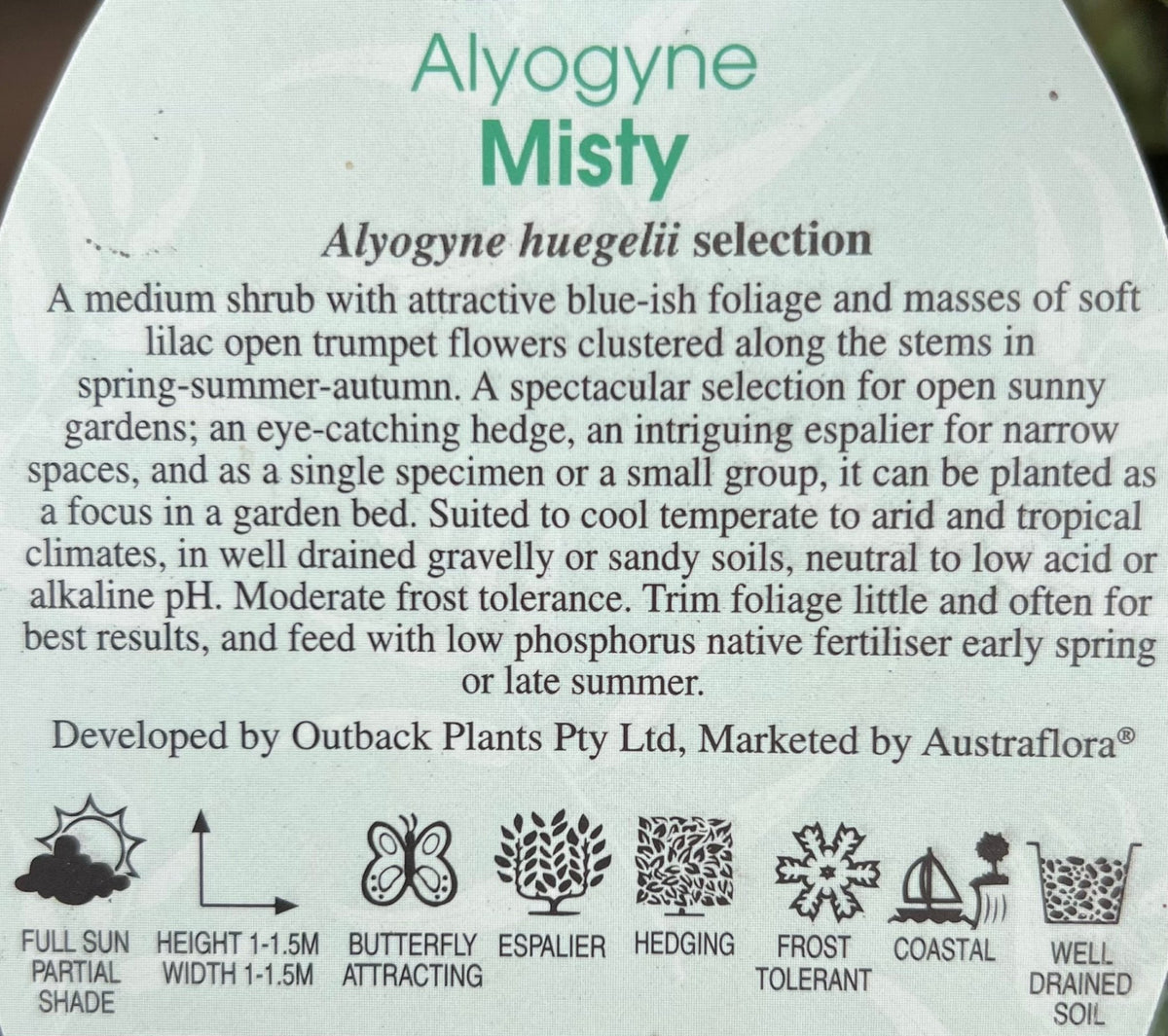 Blue Hibiscus 'Misty' (Alyogyne huegelii) - Ladybird Nursery