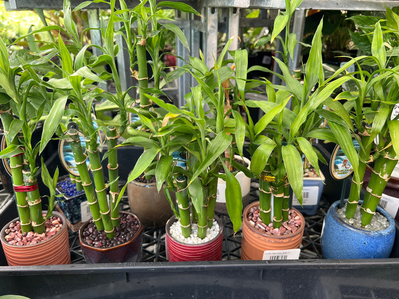 Lucky Bamboo in Little Ceramic Pots