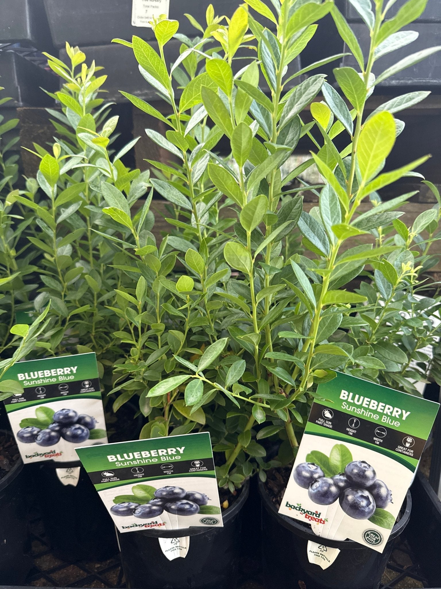 Blueberry 'Sunshine Blue' - Ladybird Nursery