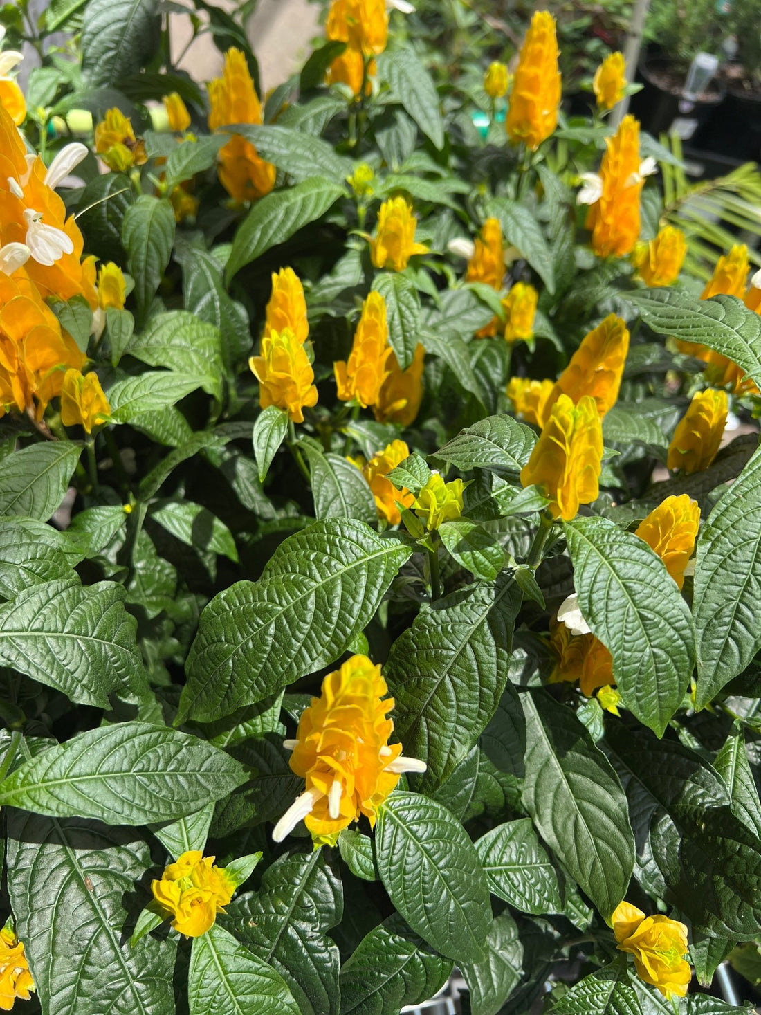 Lollipop Plant (Pachystachys lutea) - Ladybird Nursery
