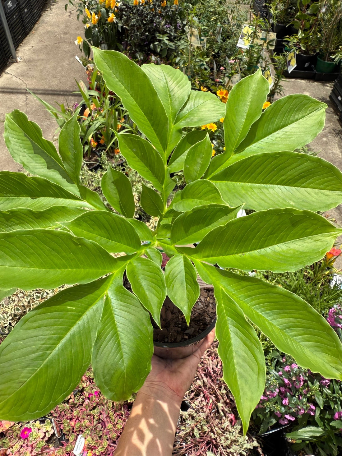 Elephant Foot Yam (Amorphophallus paeoniifolius) - Ladybird Nursery