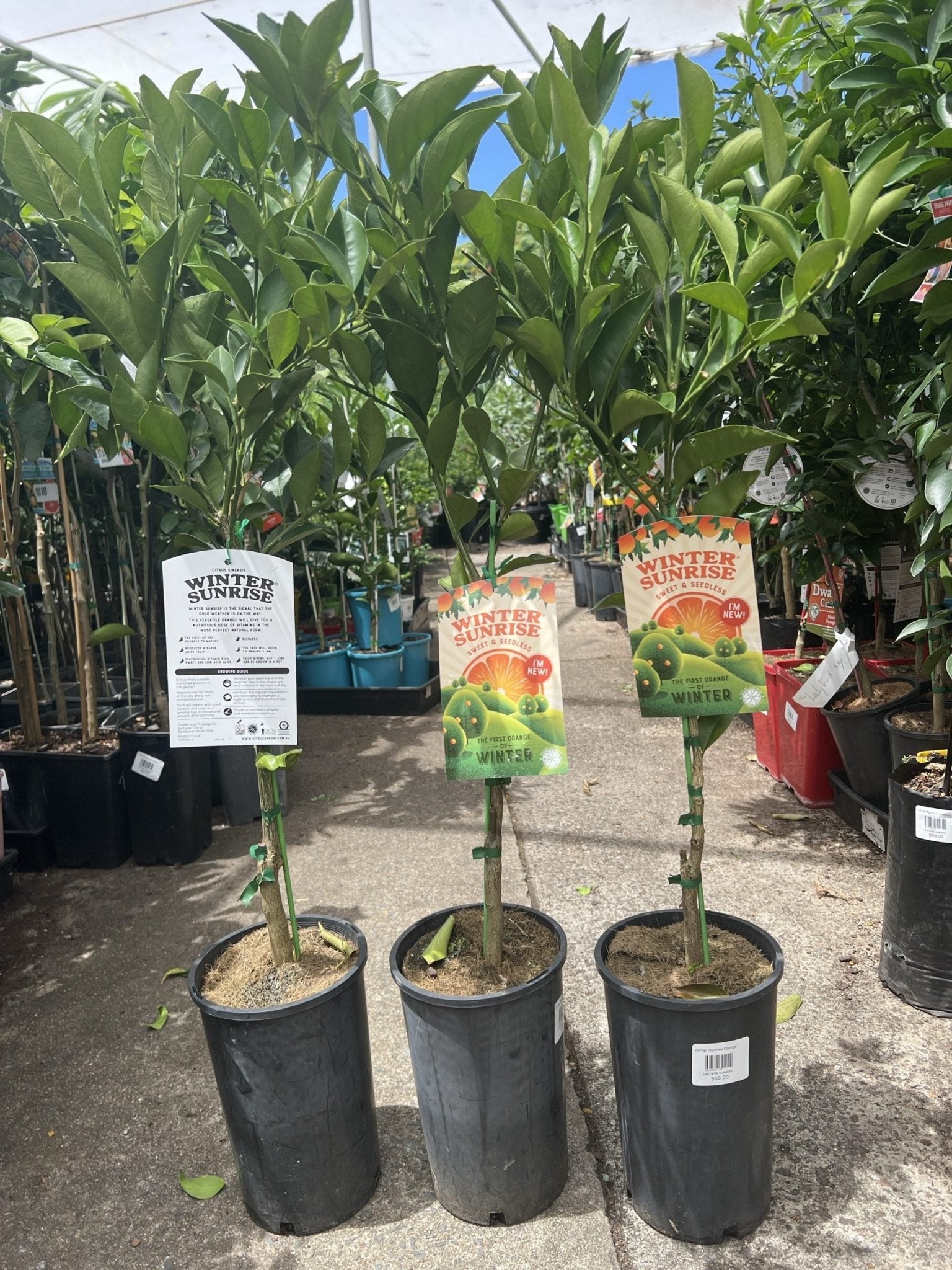 Winter Sunrise Orange (QLD Only) - Ladybird Nursery