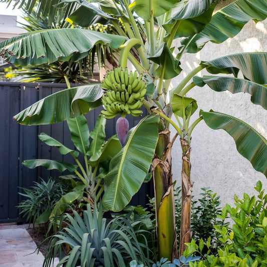 Dwarf Cavendish Banana (QLD Only) - Ladybird Nursery