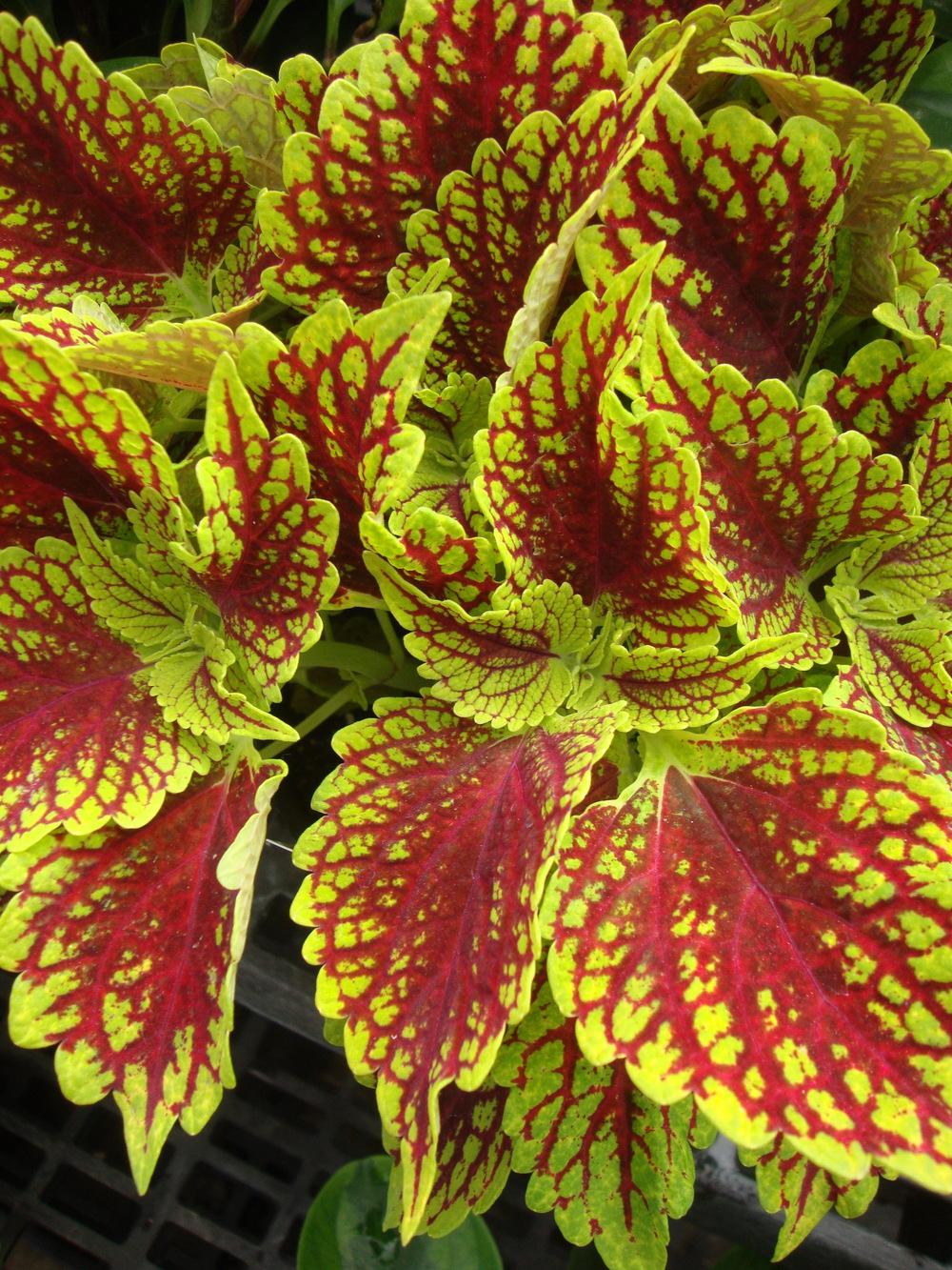 Coleus Coleosaurus - Ladybird Nursery