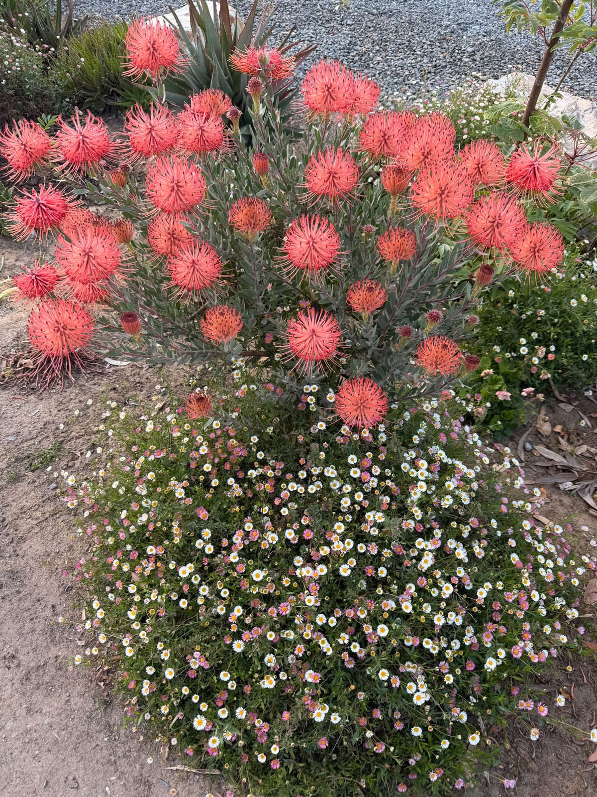 Seaside Daisy (Erigeron karvinskianus) - Ladybird Nursery