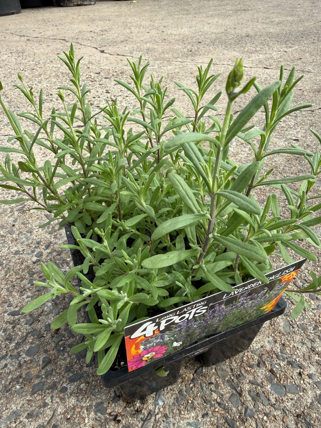 Lavender 'English' 4 Cell (PICKUP ONLY)