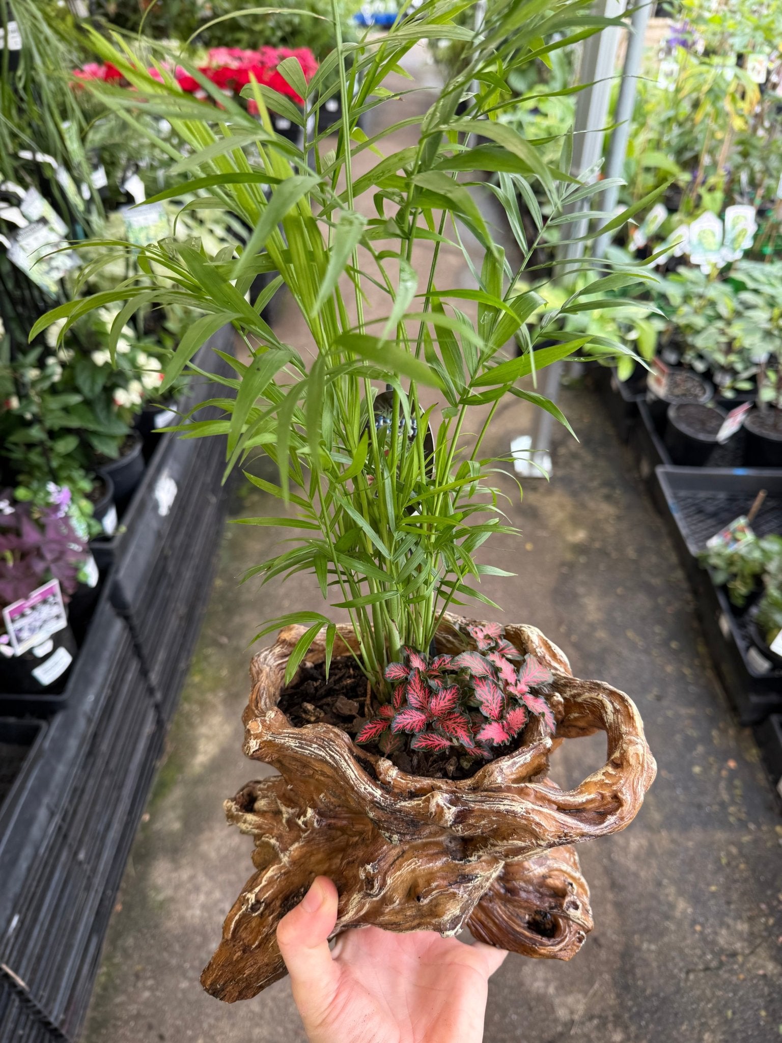 Multi Planted Log Planter (Assorted Indoor Plants) - Ladybird Nursery