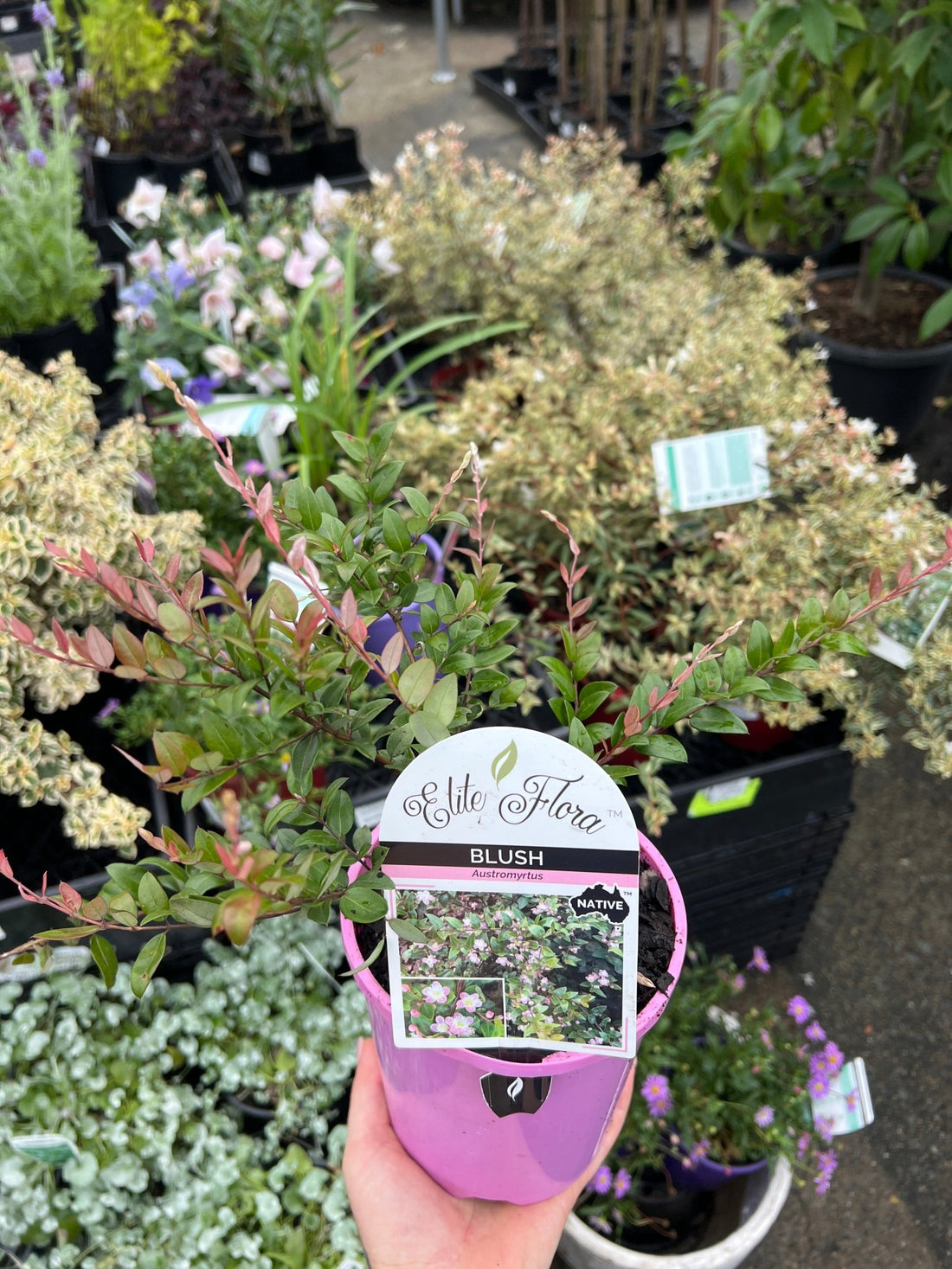 Midyim Berry 'Blush' (Austromyrtus dulcis) - Ladybird Nursery