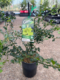 Dwarf Finger Lime 'D'Emerald' (QLD ONLY) - Ladybird Nursery
