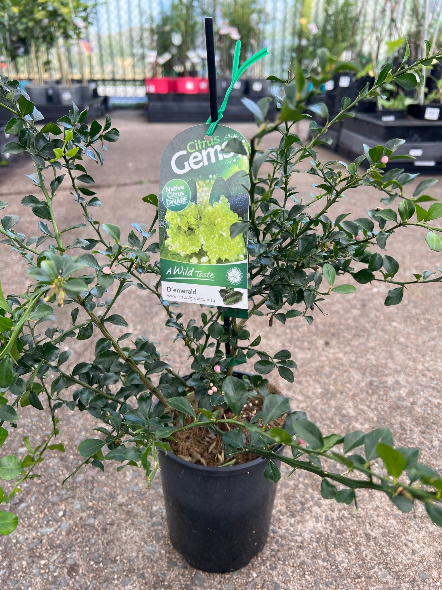 Dwarf Finger Lime 'D'Emerald' (QLD ONLY) - Ladybird Nursery
