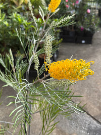 Grevillea 'Bush Lemons' - Large - Ladybird Nursery