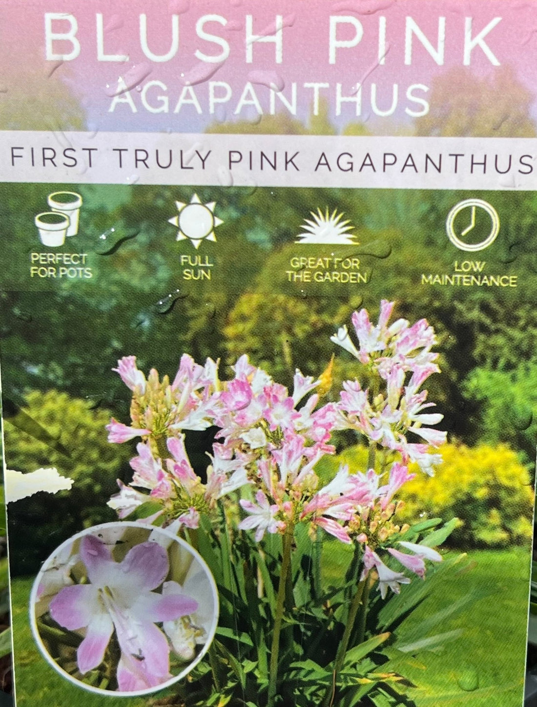 Agapanthus 'Blush Pink' - Ladybird Nursery