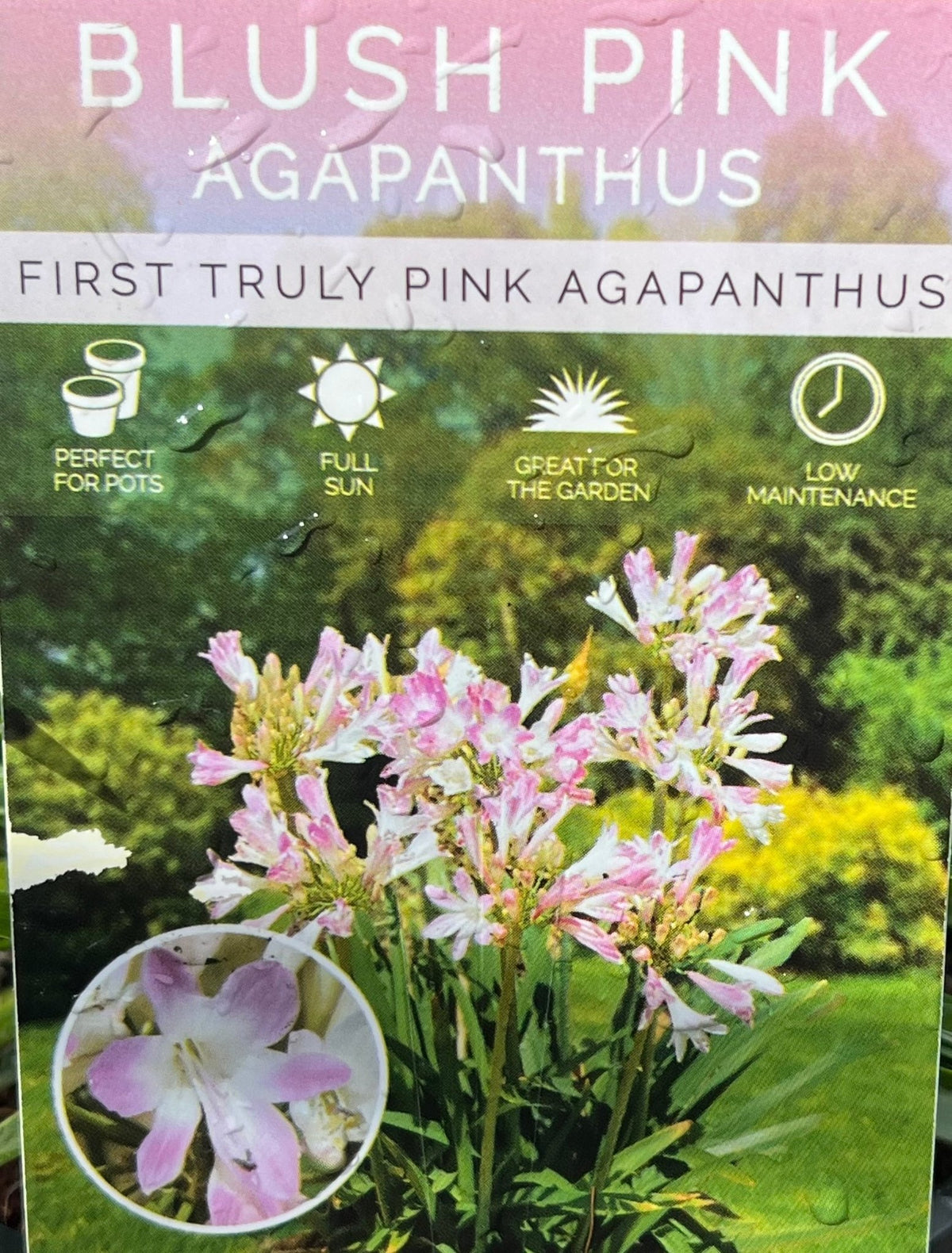 Agapanthus 'Blush Pink' - Ladybird Nursery