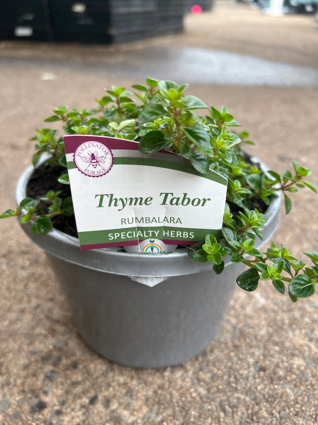 Thyme 'Tabor'