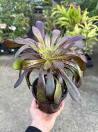 Black Rose (Aeonium atropurpureum arboreum v Schwarzkopf) - Ladybird Nursery