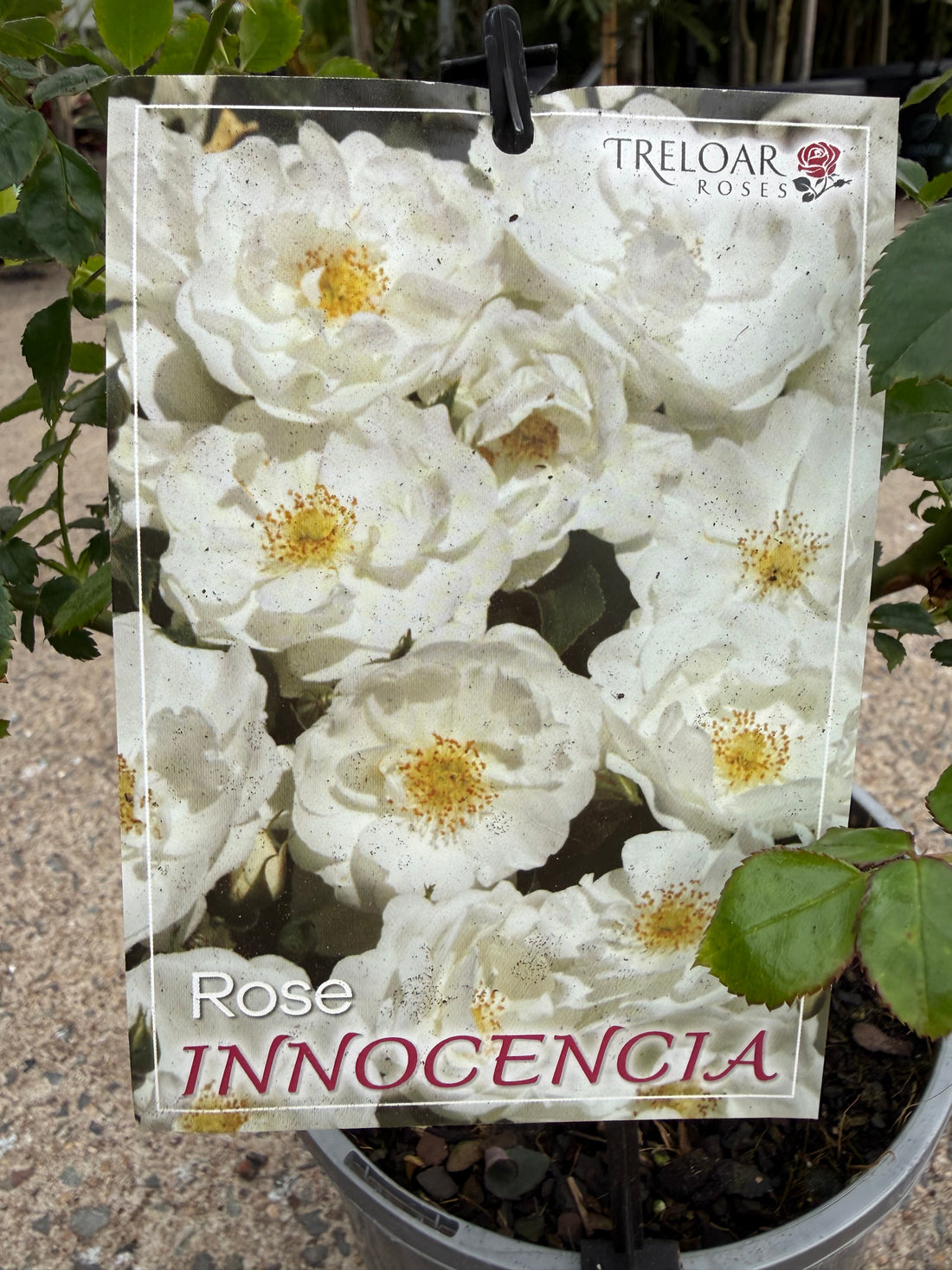 Rose 'Innocencia'