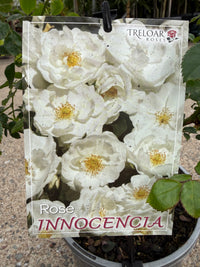 Rose 'Innocencia'